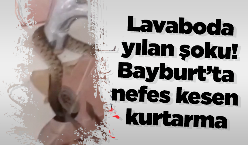 Lavaboda yılan şoku! Bayburt’ta nefes kesen kurtarma