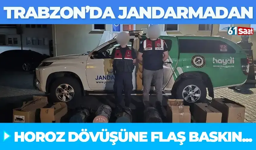 Trabzon'da Jandarmadan horoz dövüşüne flaş baskın...