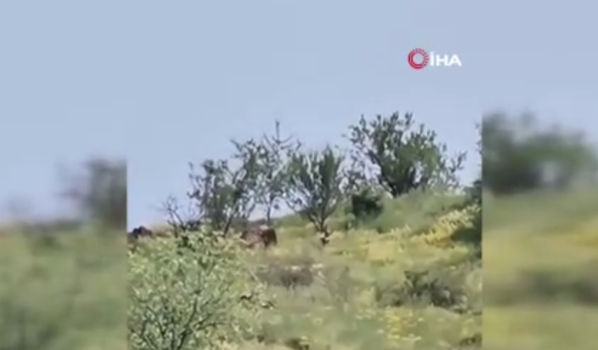 Kurban kokusunu alan Kurt merkeze indi!