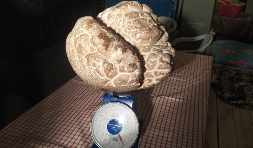 Görenler inanamadı! 8 kilo ağırlığında mantar bulundu