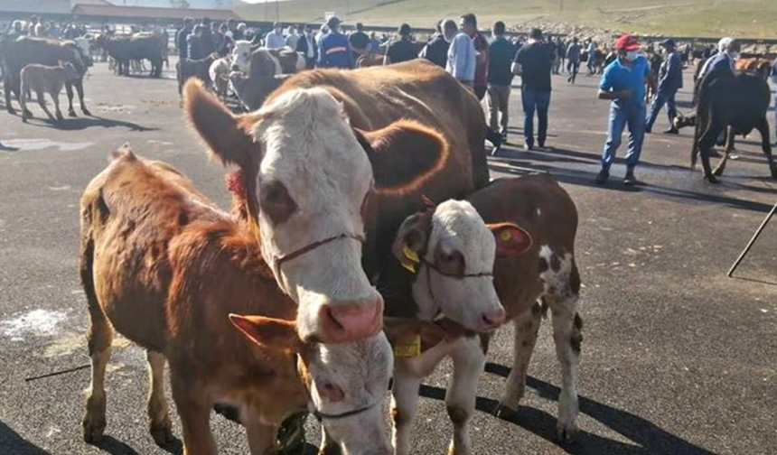 Bayburt’ta şap alarmı: 14 köy ve 4 mahalle karantinaya alındı!