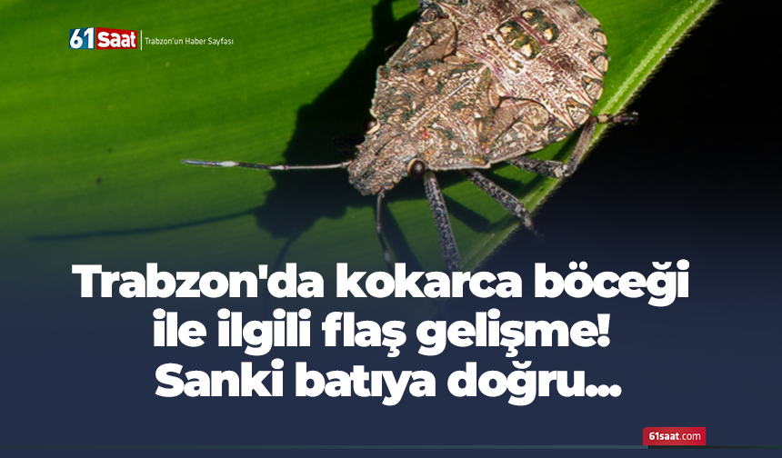 Trabzon'da kokarca böceği ile ilgili flaş gelişme! Sanki batıya doğru...