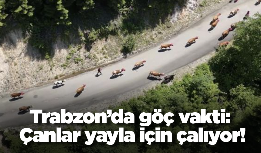 Trabzon’da göç vakti: Çanlar yayla için çalıyor!
