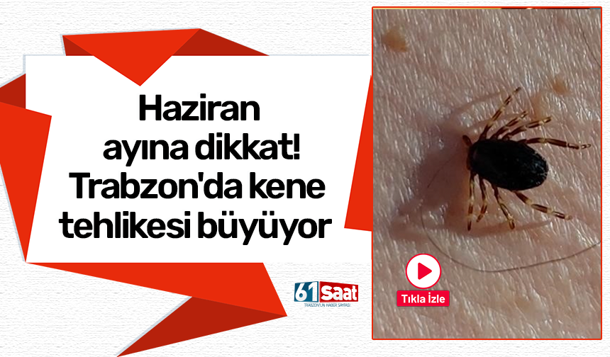 Haziran ayına dikkat! Trabzon'da kene tehlikesi büyüyor