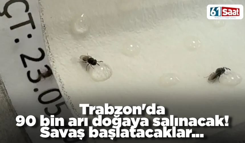 Trabzon'da 90 bin arı doğaya salınacak! Savaş başlatacaklar...