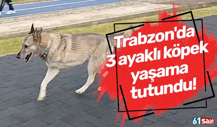 Trabzon'da 3 ayaklı köpek yaşama tutundu!