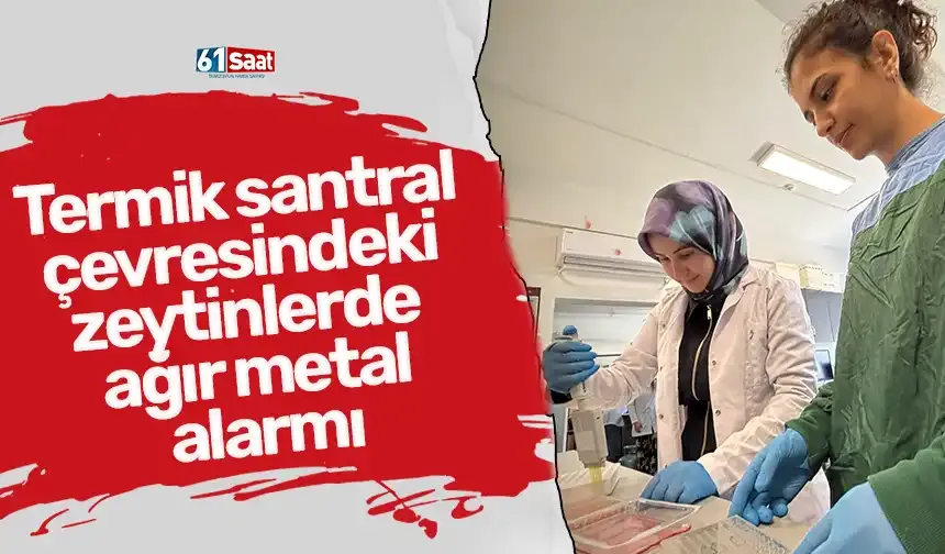 Termik santral çevresindeki zeytinlerde ağır metal alarmı