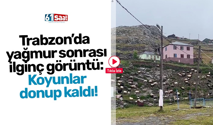Trabzon’da  yağmur sonrası  ilginç görüntü:  Koyunlar  donup kaldı!
