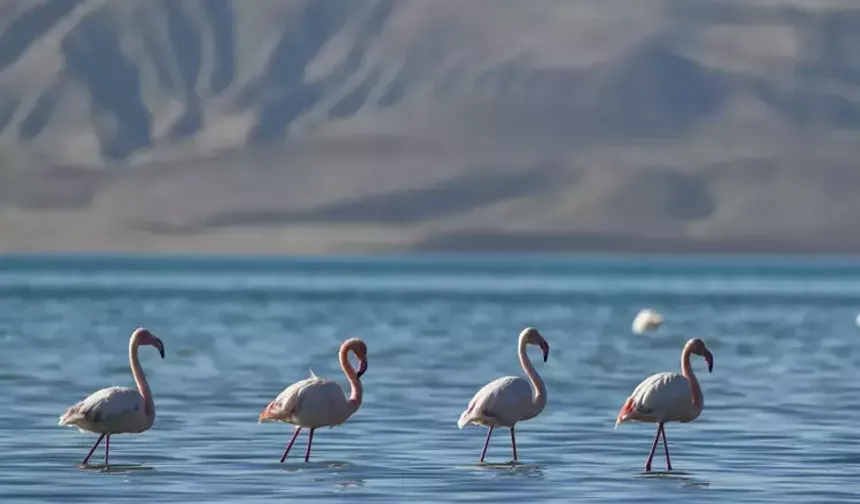 Kuş cenneti Erçek Gölü’nde kuraklık alarmı: Flamingo sayısı hızla düşüyor
