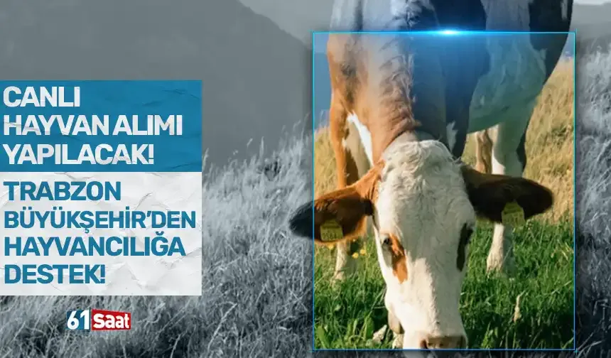 Trabzon Büyükşehir'den hayvancılığa destek... Canlı hayvan alımı gerçekleştirilecek!