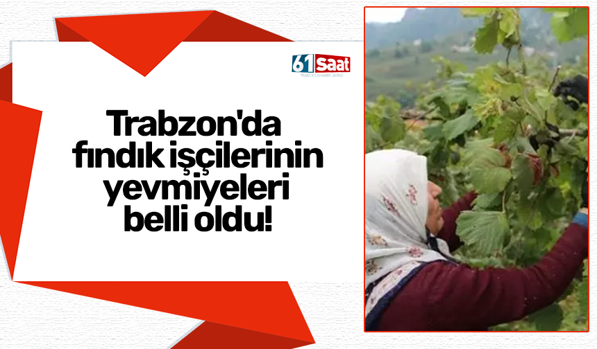 Trabzon'da fındık işçilerinin yevmiyeleri belli oldu!