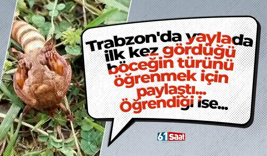 Trabzon'da yaylada ilk kez gördüğü böceğin türünü öğrenmek için paylaştı... Öğrendiği ise...