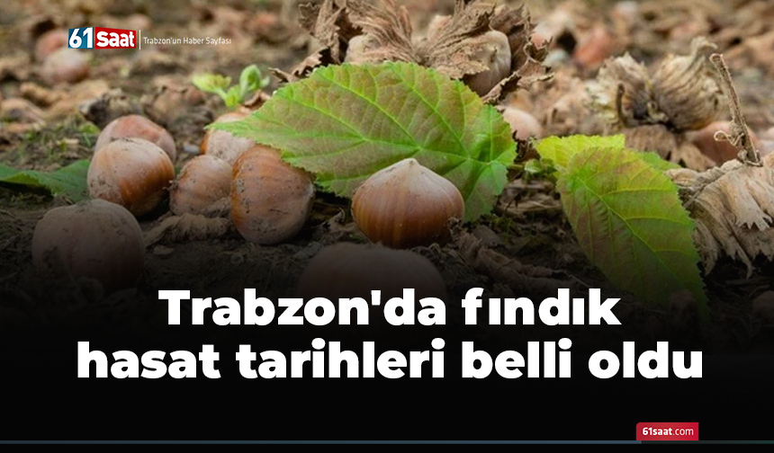 Trabzon'da fındık hasat tarihleri belli oldu