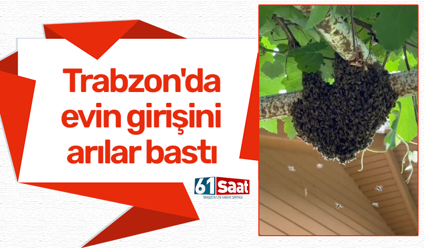 Trabzon'da evin girişini arılar bastı