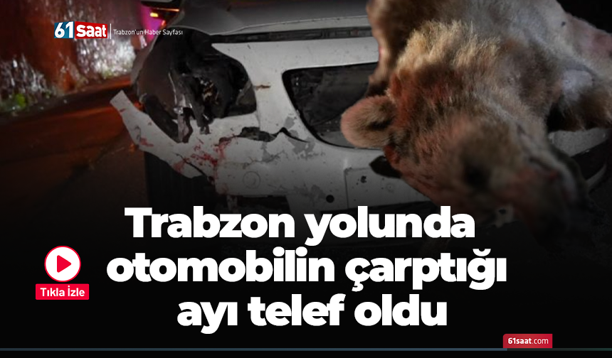 Trabzon yolunda otomobilin çarptığı ayı telef oldu