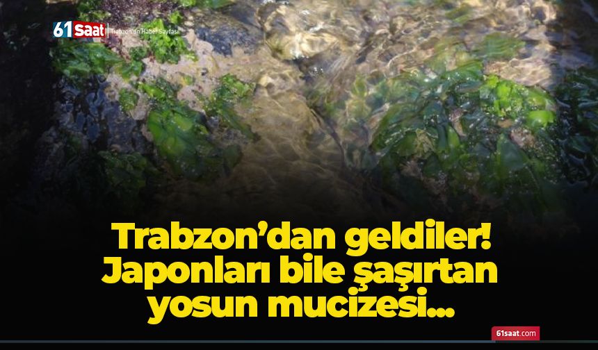 Trabzon’dan geldiler! Japonları bile şaşırtan yosun mucizesi...