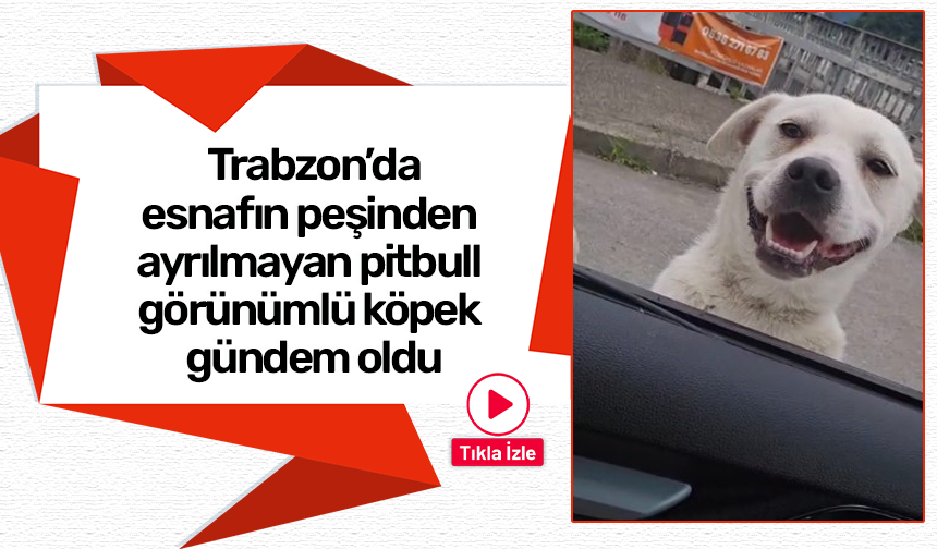 Trabzon'da esnafın peşinden ayrılmayan pitbull görünümlü köpek sosyal medyada gündem oldu
