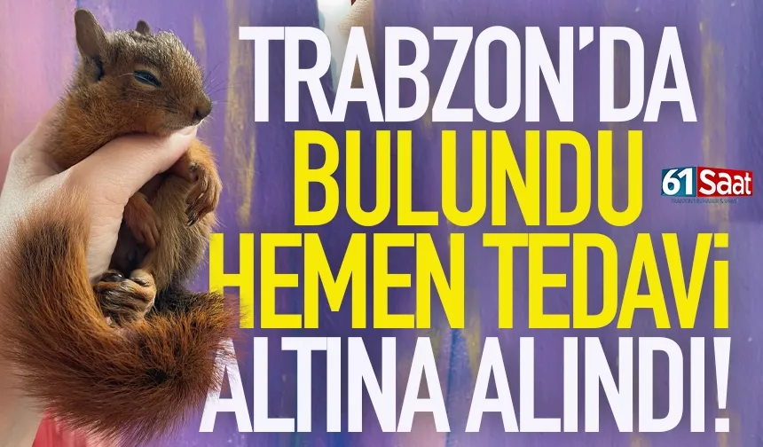 Trabzon'da bulundu, hemen tedavi altına alındı!