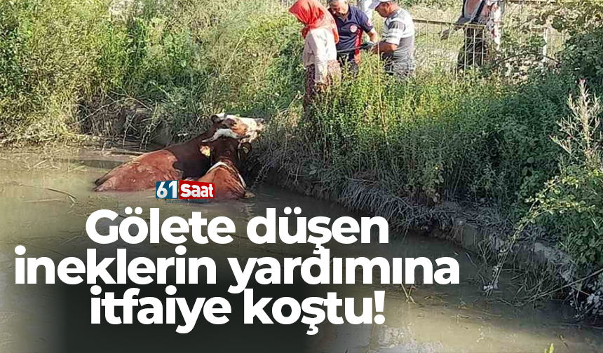 Gölete düşen ineklerin yardımına itfaiye koştu!