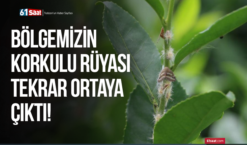 Bölgemizin korkulu rüyası tekrar ortaya çıktı!