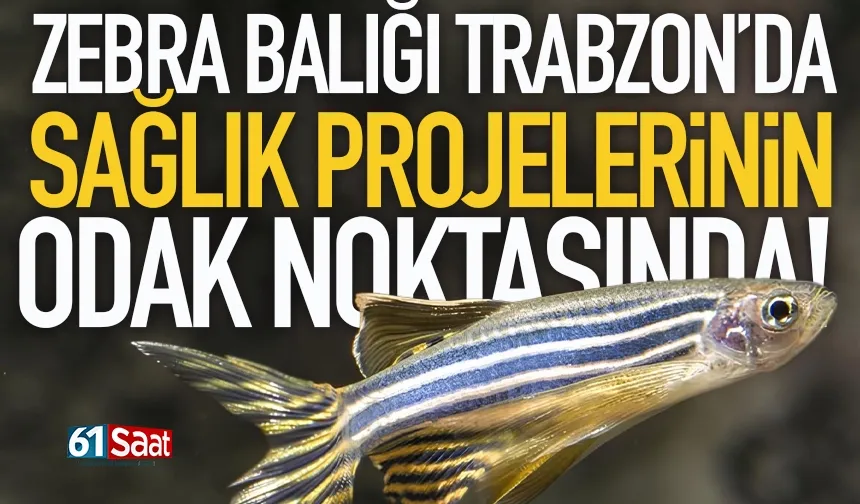 Zebra balığı, Trabzon’daki sağlık projelerinin odak noktasında