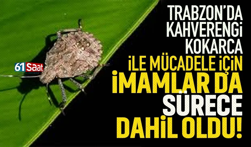 Trabzon'da Kahverengi Kokarca zararlısı için imamlar da devreye sokuldu...