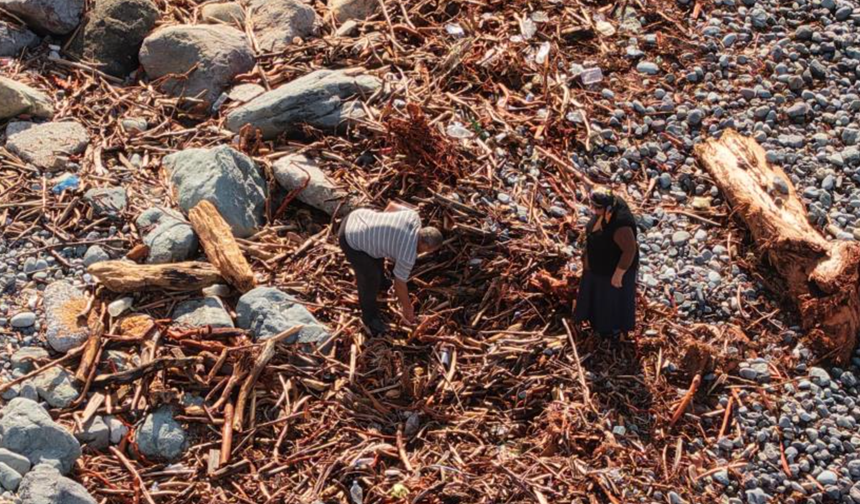 Derelerin Karadeniz'e taşıdığı ağaç kütüğü ve odunlar Rizeliler'in kışlık yakacağı oldu