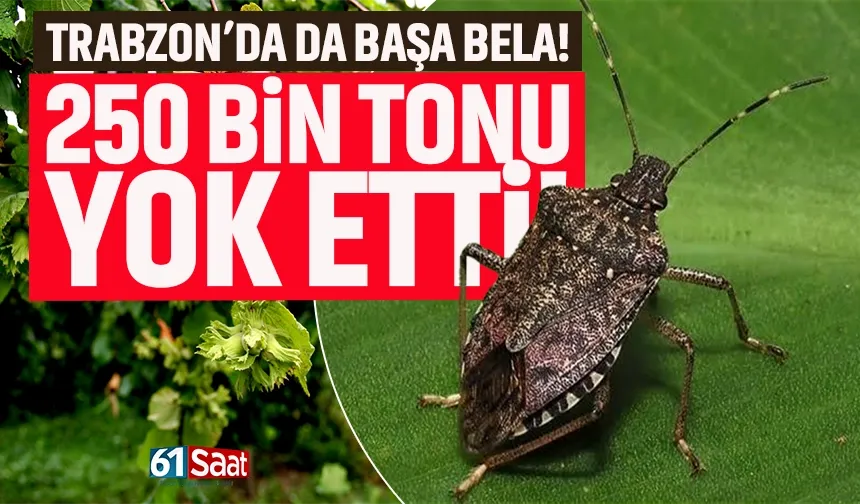 Bu böcek Türkiye'de 250 bin tonu yok etti! Trabzon'da da başa bela...