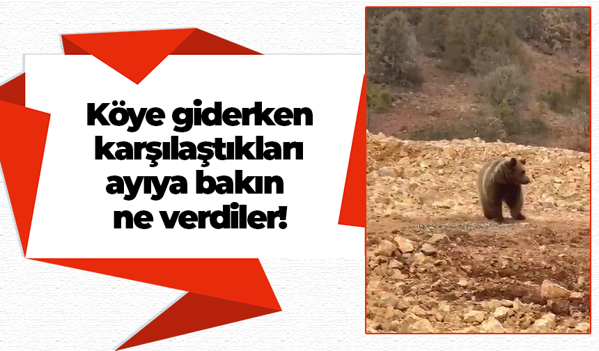 Köye giderken karşılaştıkları ayıya bakın ne verdiler!