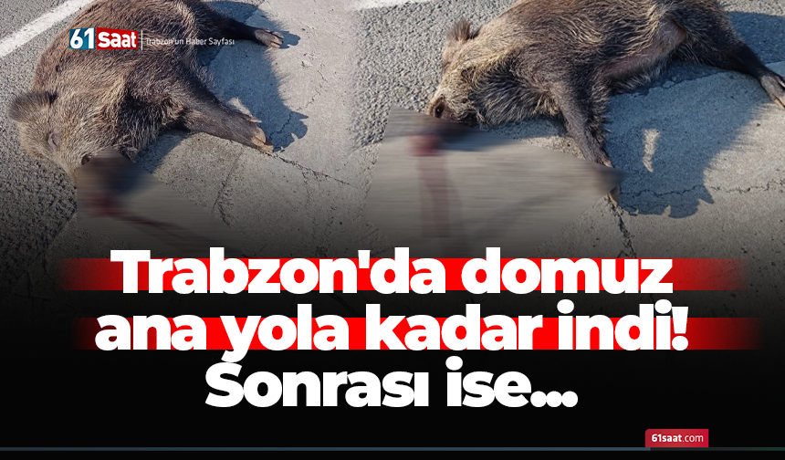 Trabzon'da domuz ana yola kadar indi! Sonrası ise...