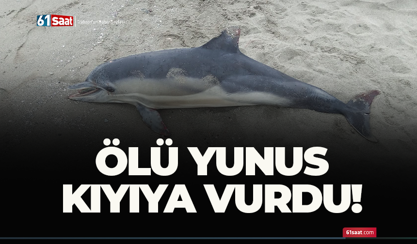 ölü yunus kıyıya vurdu!