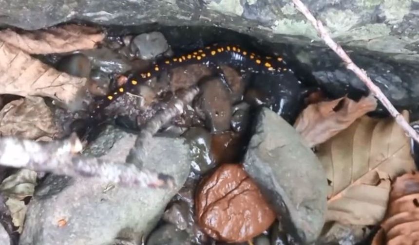 Artvin Şavşat’ta koruma altındaki Kafkas semenderi görüntülendi