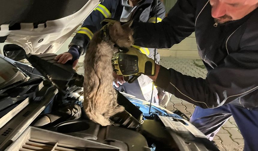 İtfaiye ekiplerinden kedi seferberliği..