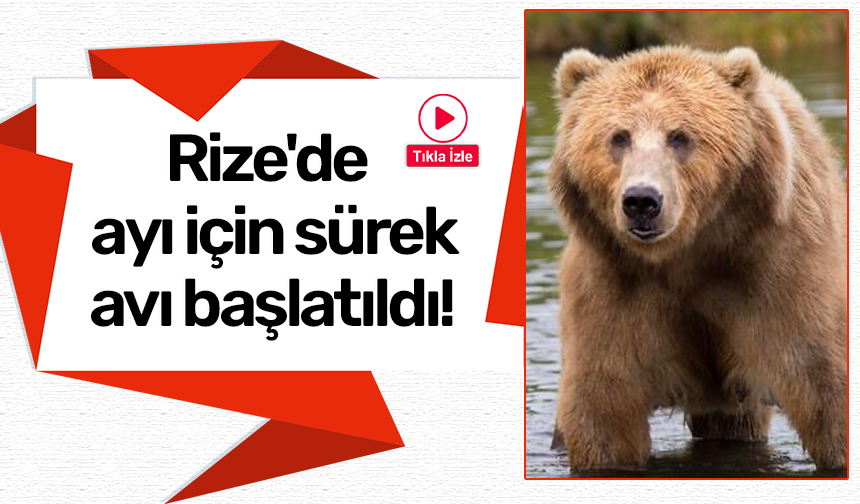 Rize'de ayı için sürek avı başlatıldı!