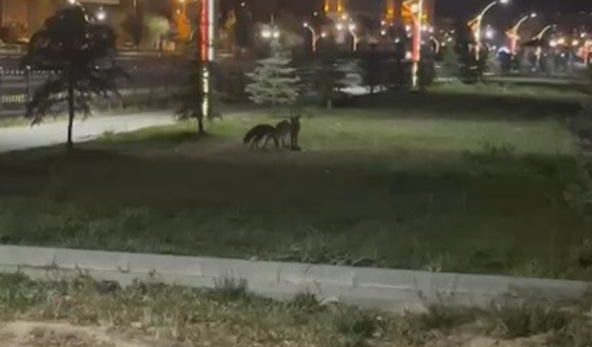Şehir merkezinde tilki oyunu!