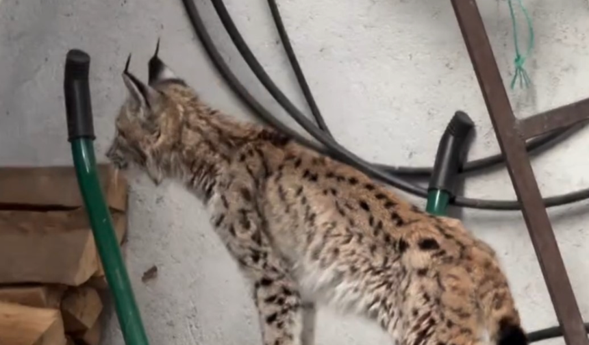 Yolunu şaşıran vaşak ilçe merkezine indi