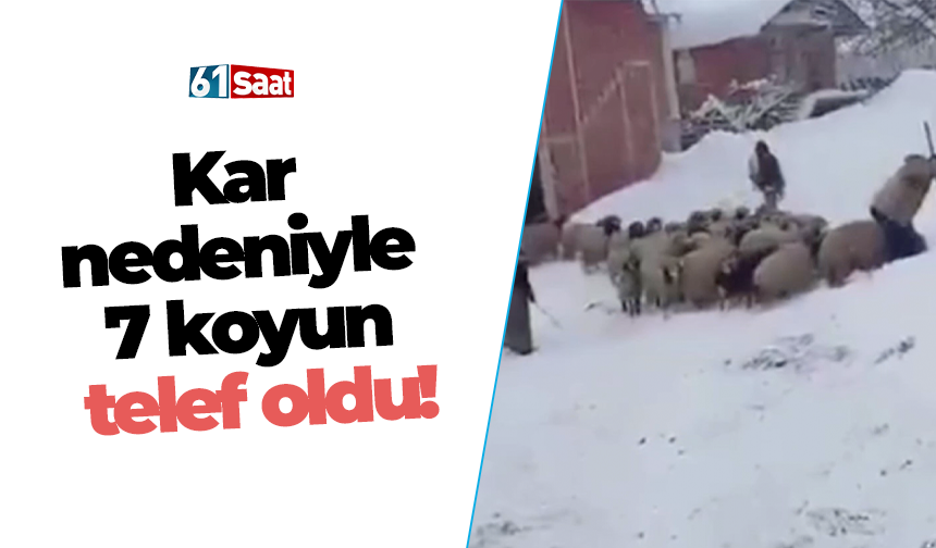Kar nedeniyle 7 koyun telef oldu!