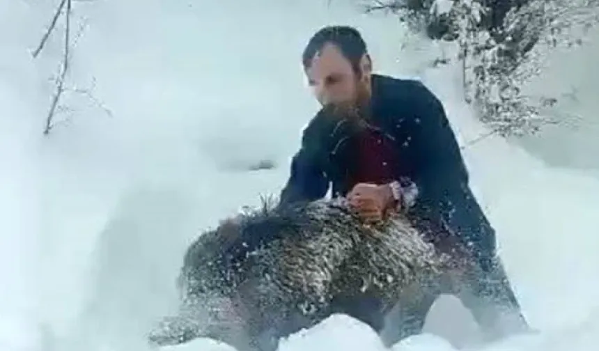 Domuz  yakalayan adam konuştu..