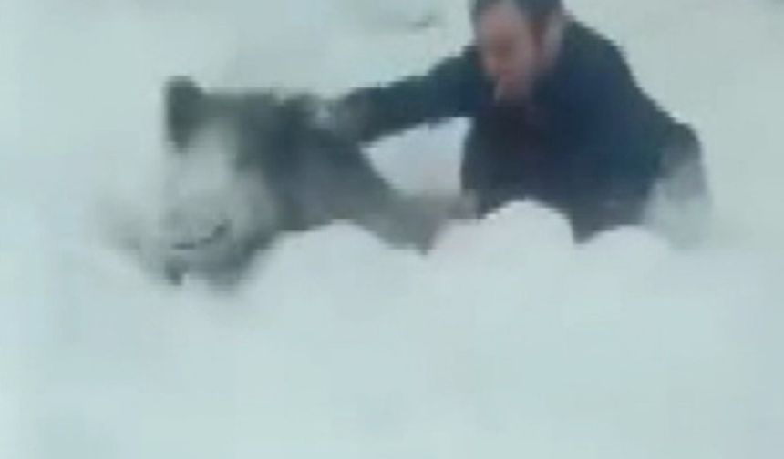 Sinop’ta bir vatandaş yaban domuzu sürüsüne dalıp eliyle yakaladı