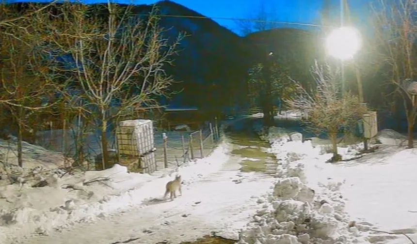 Artvin’de  aç kalan yaban hayvanları  köye indi