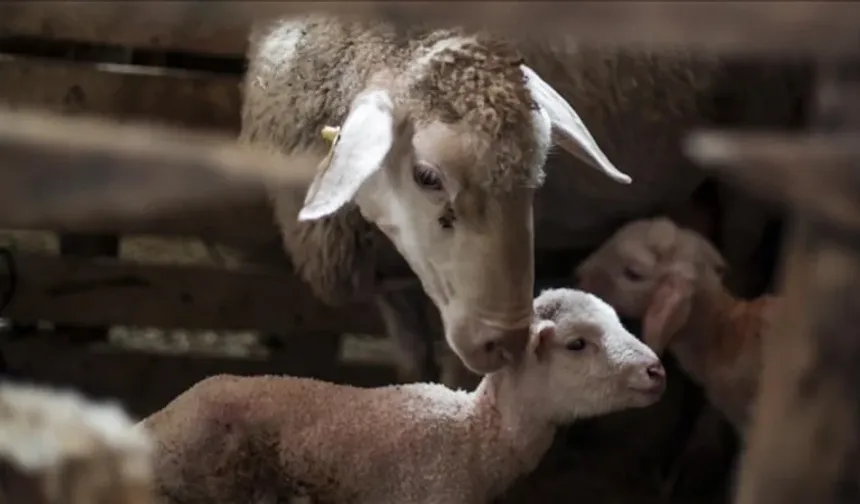 Küçükbaş hayvancılığa destek projesi.. 150 bin hayvan dağıtılacak
