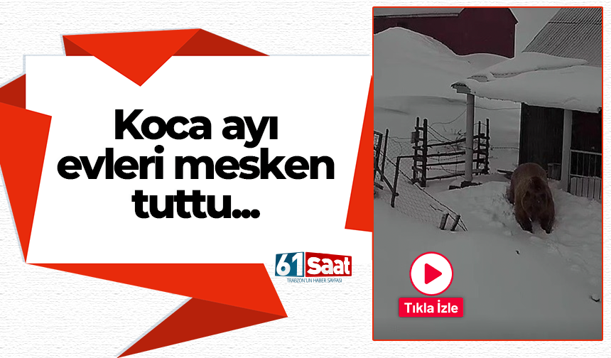 Koca ayı evleri mesken tuttu