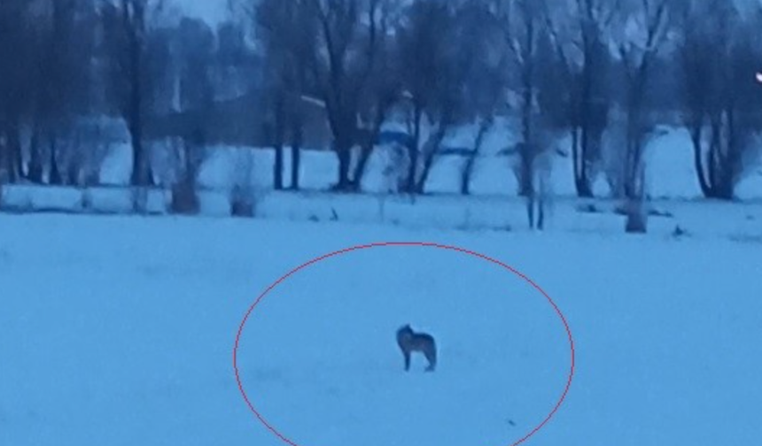 Bayburt'un Arpalı beldesinde 3 kurt görüldü