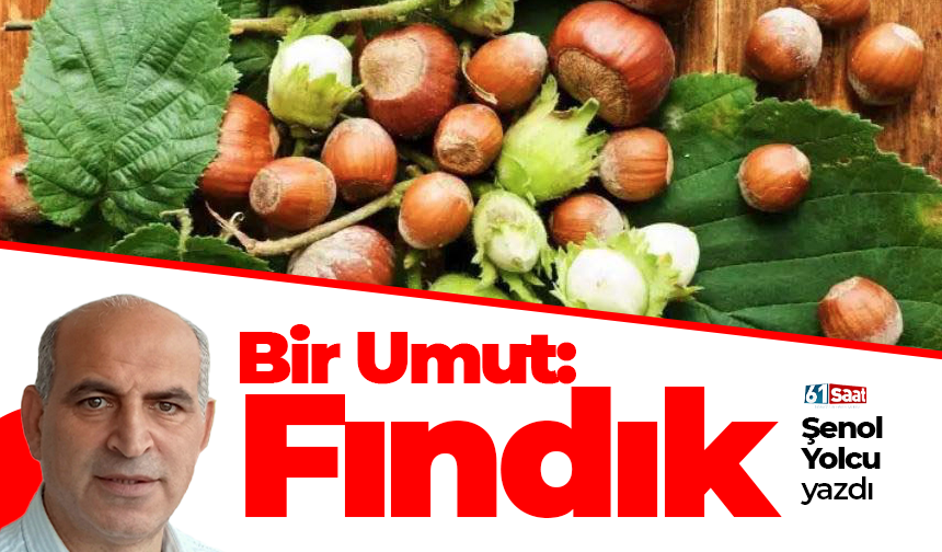 Şenol Yolcu yazdı! Bir Umut: Fındık