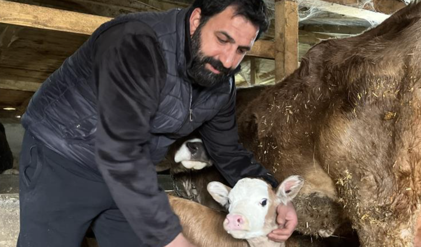 Artvin'de hasta doğan buzağıları buhar makinesiyle hayata bağlıyor