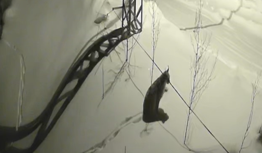 Bayburt'ta köye inen vaşak güvenlik kamerasında: Yol kenarında durup çevreyi izledi