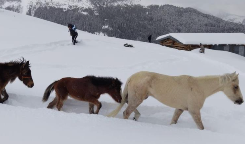 Artvin’de mucize kurtuluş! Aylar sonra bulundular