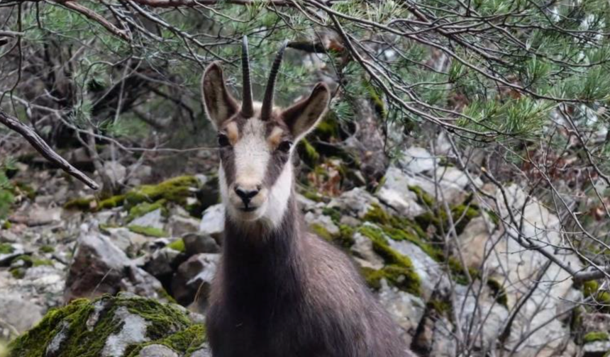 Türkiye’de en düşük rakımda sadece Gümüşhane’de görülüyor