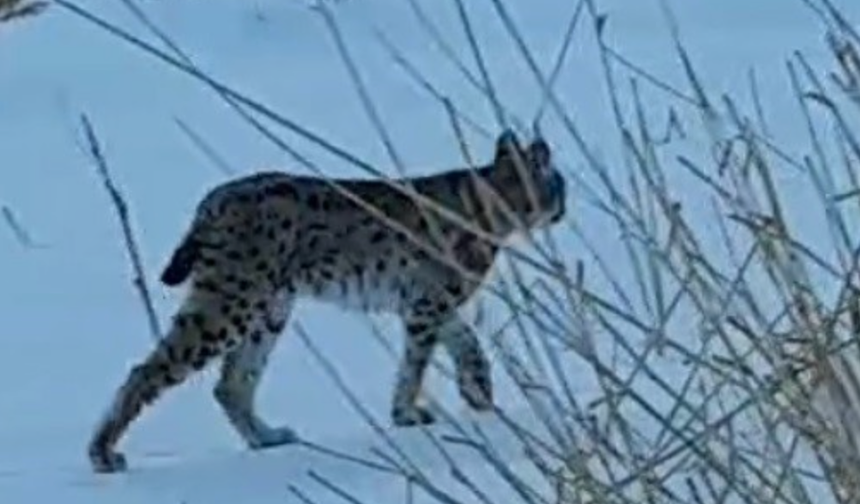 Bayburt'ta karlı arazide görülen vaşak vatandaşları heyecanlandırdı