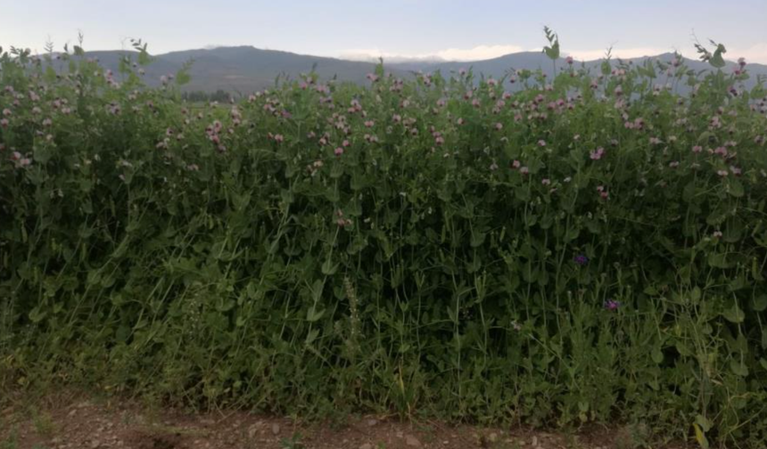 Bayburt’ta yüzde 50 hibeli bezelye tohumu desteğinde başvurular 23 Mart’ta başlıyor